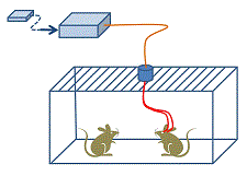 LEDs for Optogenetics