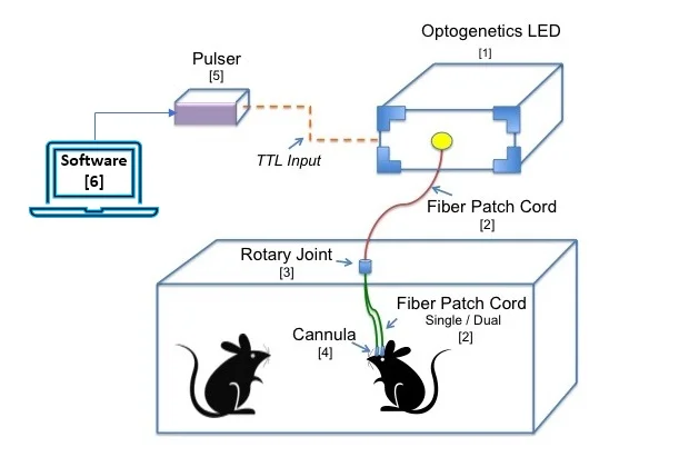 In-vivo diagram